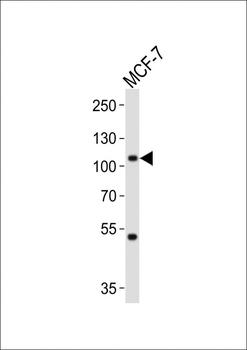 MAP4K3 Antibody