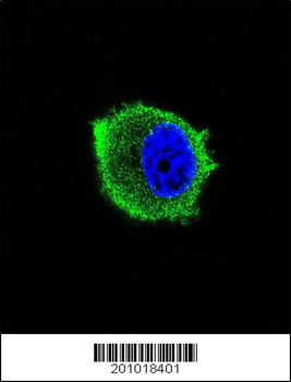 TRAF2 Antibody