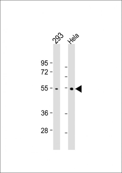 TRAF2 Antibody