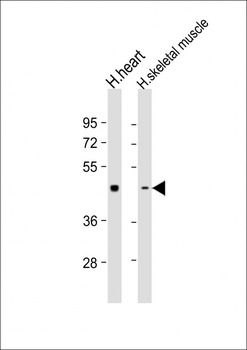 PDK2 Antibody