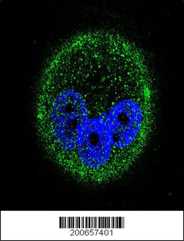 MAPK15 Antibody