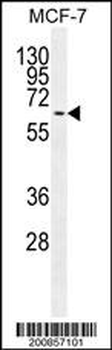 MAPK15 Antibody