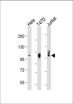 LAMP2 Antibody