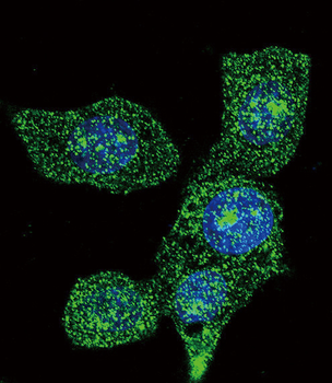 ACOX1 Antibody