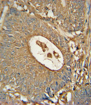 ACOX1 Antibody