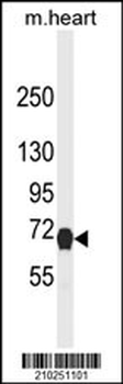 NGFR Antibody