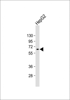 AFP Antibody (N-term)