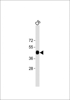 Beta-Actin Antibody