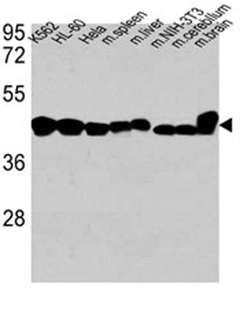 Beta-Actin Antibody