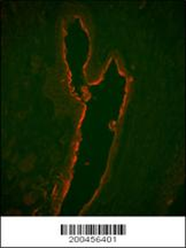 LTF Antibody