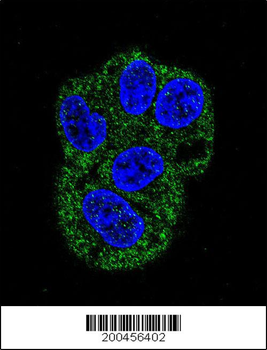 LTF Antibody