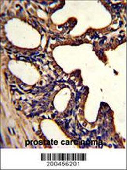 LTF Antibody