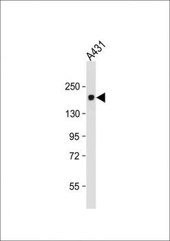 PRDM10 Antibody