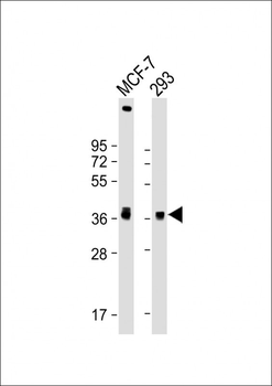 VEGFD Antibody