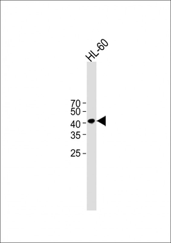 Beta-actin Antibody