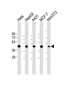 Beta-actin Antibody