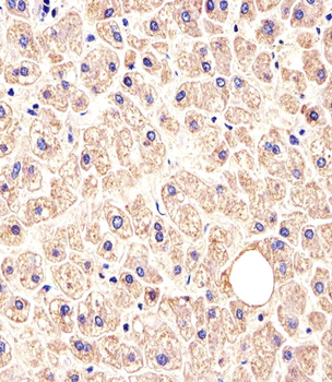 MET/HGFR Antibody