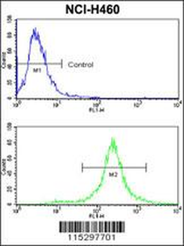 KIT Antibody (N-term D121)