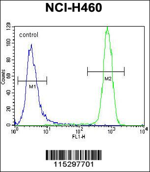 KIT Antibody (N-term D121)