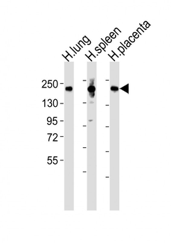 MRC1L1 Antibody (N-term)