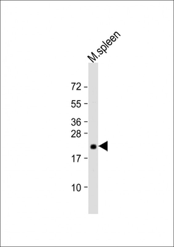 Bax Antibody (BH3 Domain Specific)