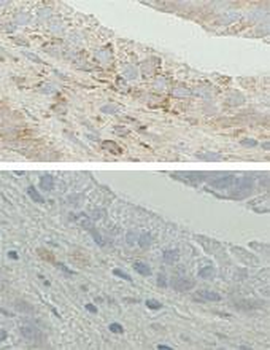 ABAD Antibody (C-term)