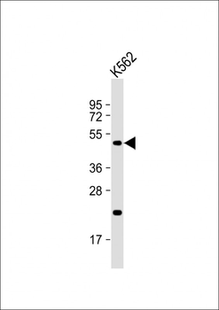 ATF4 Antibody (S245)