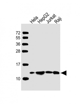 HSPE1 Antibody (Center)