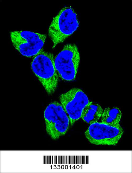 GNAS Antibody (C-term)