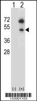 GNAS Antibody (C-term)