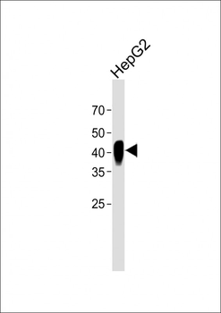 Cytokeratin-19 Antibody
