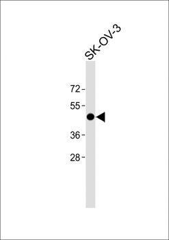 Pax-8 Antibody