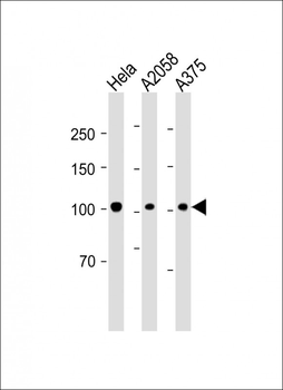 Catenin delta-1 Antibody