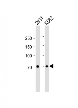 p63 Antibody