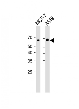 p63 Antibody