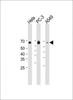 p63 Antibody
