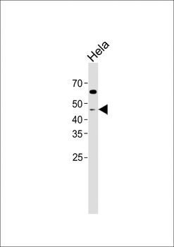 Caspase 9 Antibody