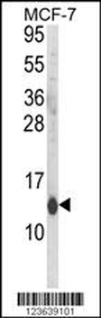 CD24 Antibody (N-Term)