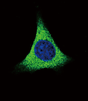 THBS1 Antibody (N-term)