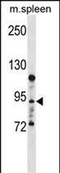 LMBRD2 Antibody (C-term)