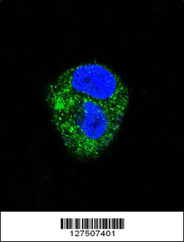 ADORA2A Antibody (Center)