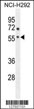 ADORA2A Antibody (Center)