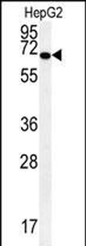 KEAP1 Antibody (C-term)