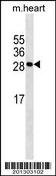 MYOG Antibody (N-term)