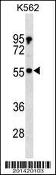 PDPK1 Antibody