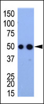 HA Tag Antibody