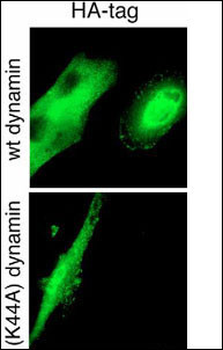 HA Tag Antibody