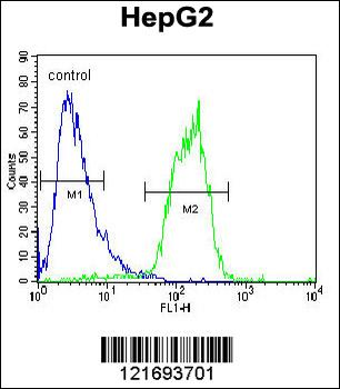 ACOT11 Antibody (C-term)