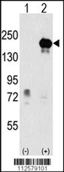 EHMT1 Antibody (Center)