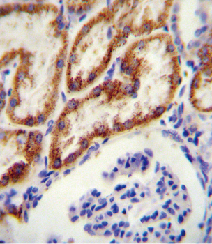 GATM Antibody (N-term)